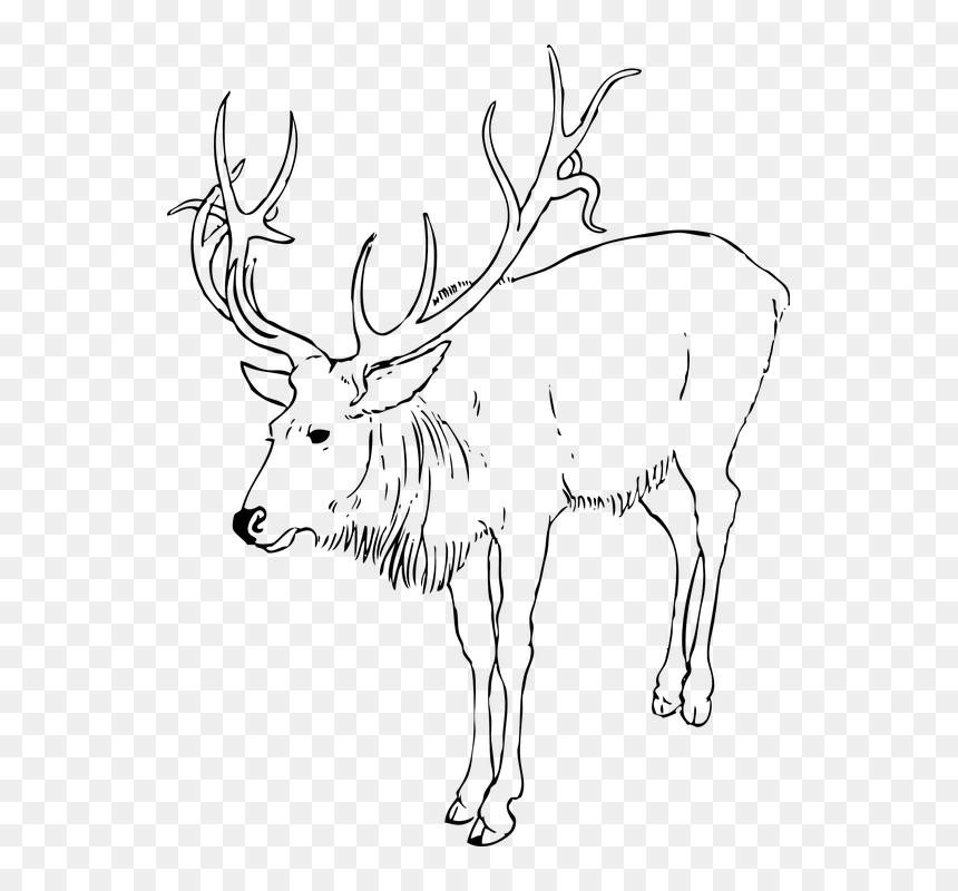 62 Best Reindeer Images - Reindeer Clipart Black And White, HD Png Download - reindeer clipart png