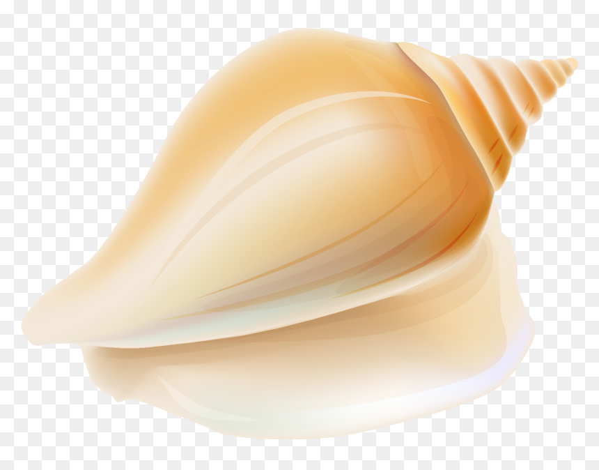 Seashell Shankha Transparent Conchology Png File Hd - Seashell, Png Download - shell clipart png