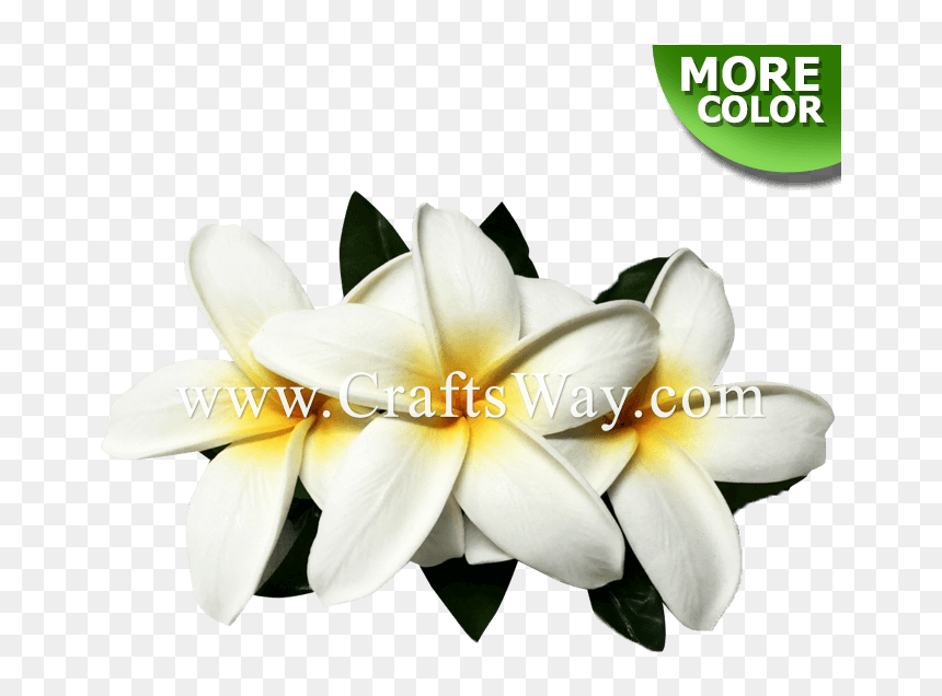 Cmm-078 Custom Made Flower Hairpiece, Plumeria Hair - Frangipani, HD Png Download - plumeria flower png