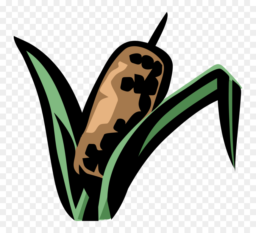 Vector Illustration Of Cattail Bulrushes Bulrush In, HD Png Download - cattail png