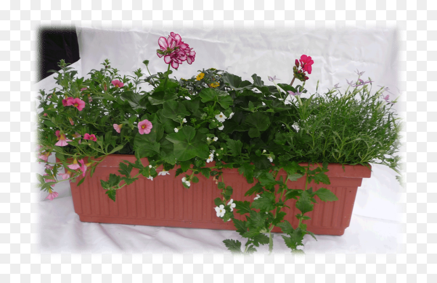 Hawaiian Hibiscus, HD Png Download - window box png