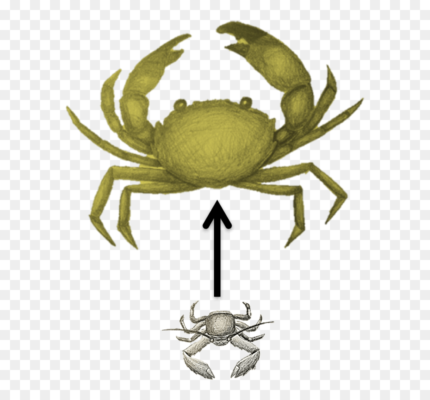 Freshwater Crab, HD Png Download - pintor png