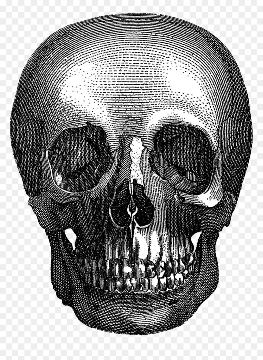 Vintage Halloween Skull - Vintage Skull Png, Transparent Png - halloween skull png