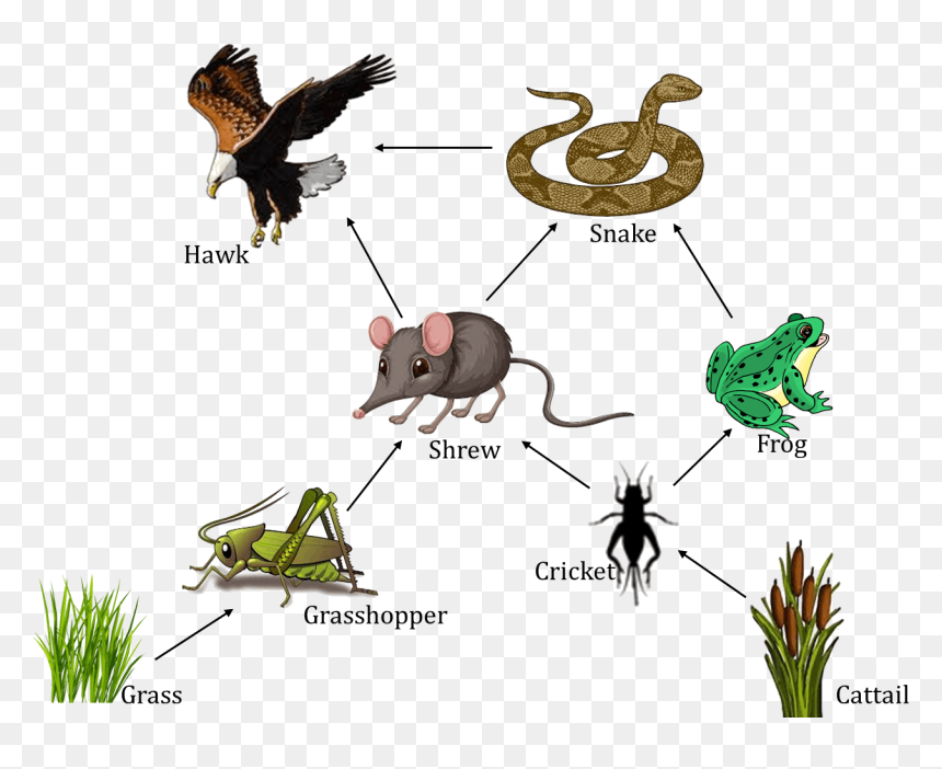 Nso Science Olympiad Sof - Secondary Consumers Of Grasshoppers, HD Png Download - cattail png