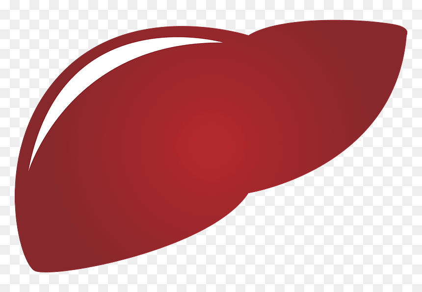 Liver Organ Clipart - Kfc, HD Png Download - heart organ png