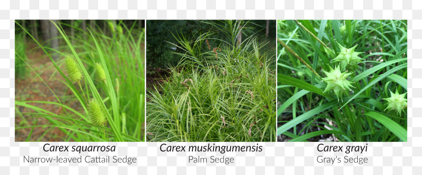 Grasses And Sedges, HD Png Download - cattail png