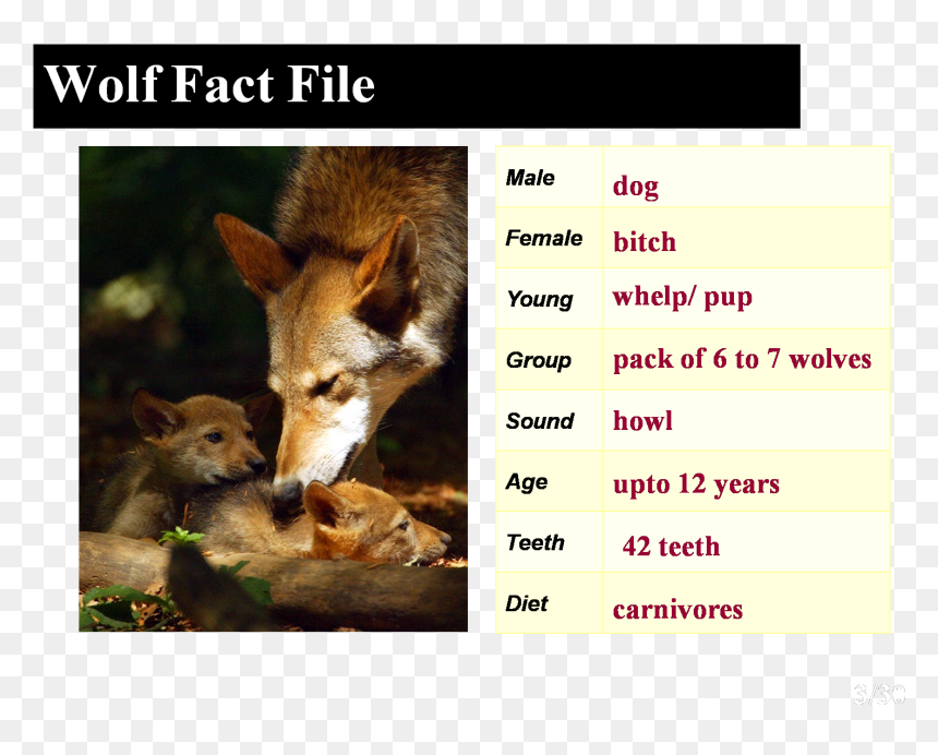Howling Is One Way Wolves “talk” To Each Other , Png - Facts About The Red Wolf, Transparent Png - wolf teeth png