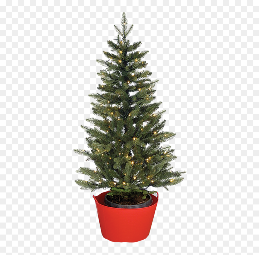 Keep The Roots Moist And Create Humid Air For The Tree - Christmas Tree, HD Png Download - evergreen trees png