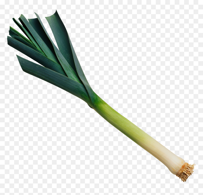 Leek Png - Leek Transparent, Png Download - leek png