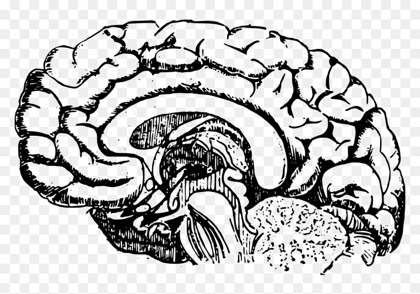 Brain Development Black And White, HD Png Download - heart organ png