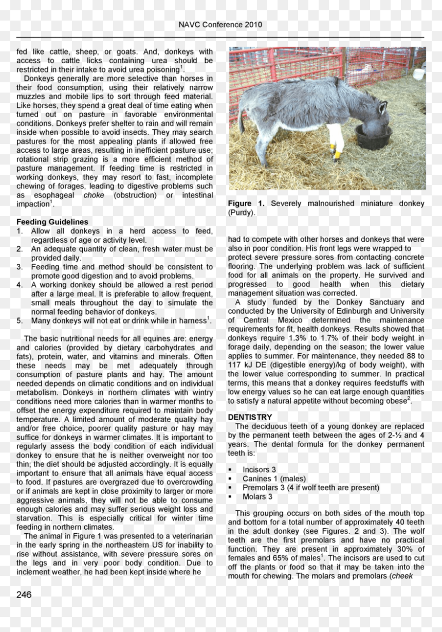 Herd Health For Donkeys-1 - Burro, HD Png Download - wolf teeth png
