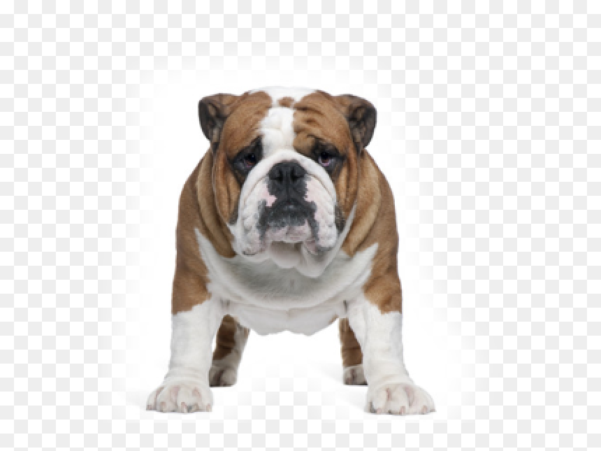 Celebrities That Look Like Bulldogs, HD Png Download - english bulldog png