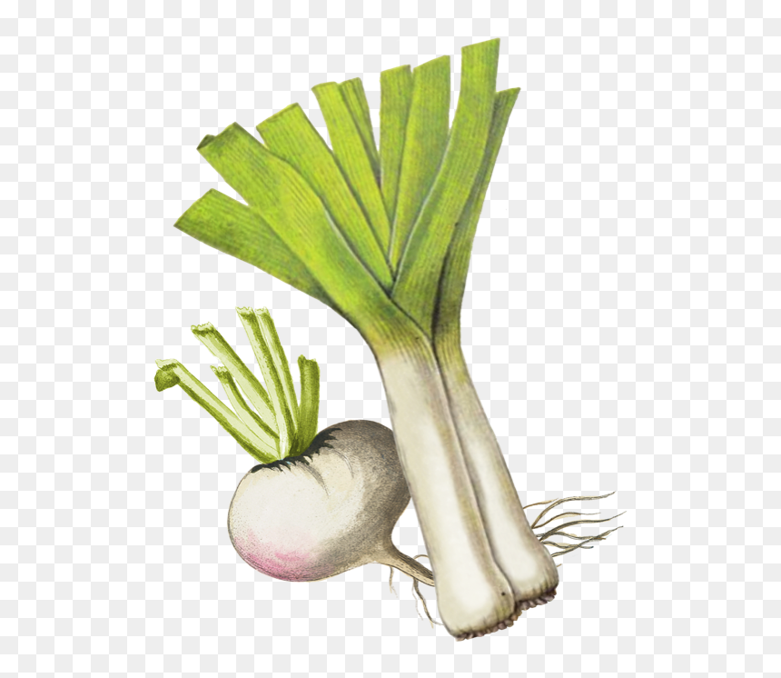 Transparent Leek Png - Leek, Png Download - leek png