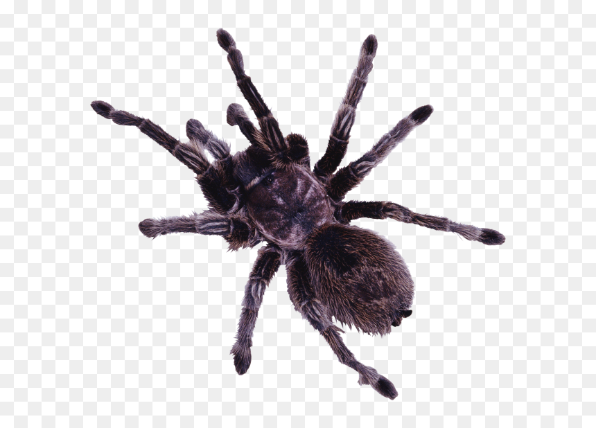 Spider Png Free Download - Spider With A Bow, Transparent Png - spider.png