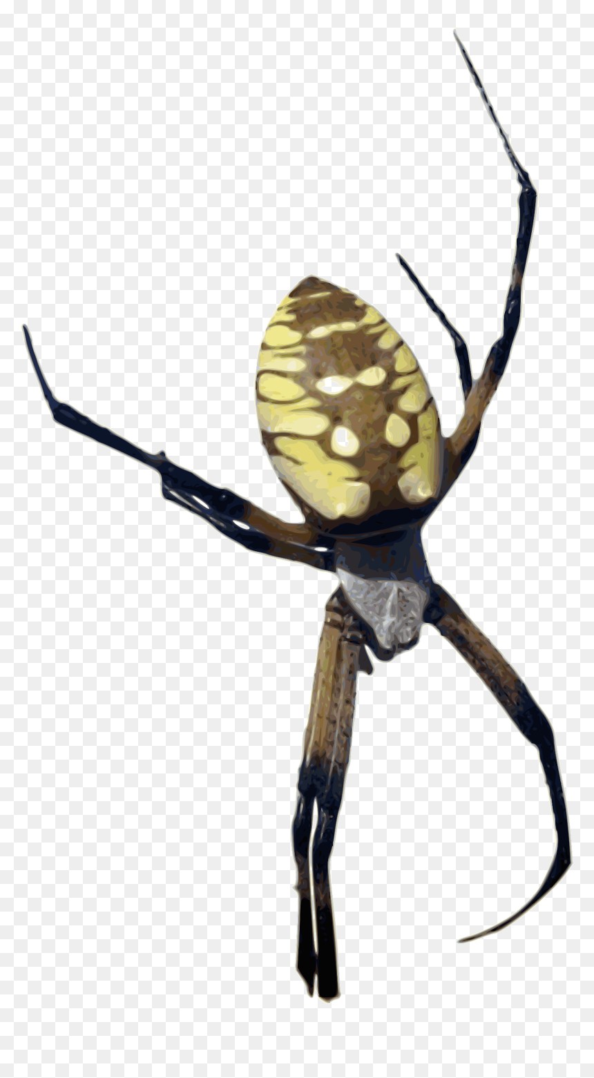 Photorealistic Color Yellow Banana Spider Clip Arts - Orb Weaver Spider Cute, HD Png Download - spider.png
