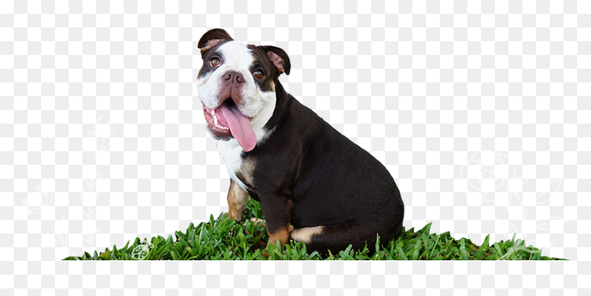 Godiva The Dark Chocolate Rare English Bulldog - Olde English Bulldogge, HD Png Download - english bulldog png