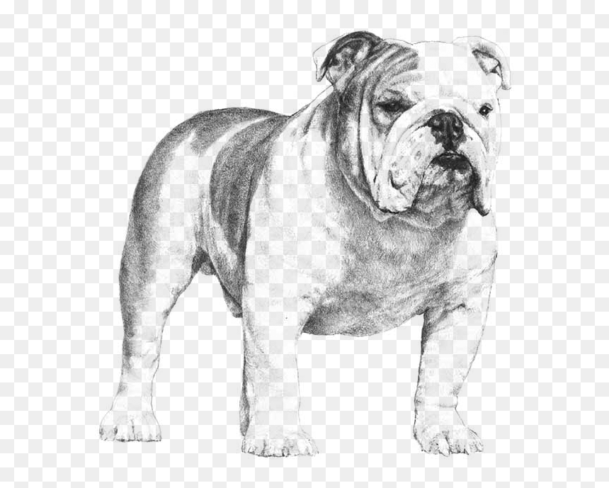 Bulldog - Bulldog Akc, HD Png Download - english bulldog png