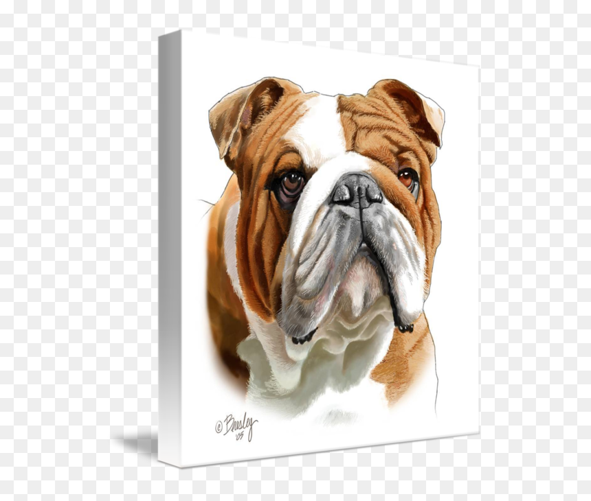 Bulldog White And Brown, HD Png Download - english bulldog png