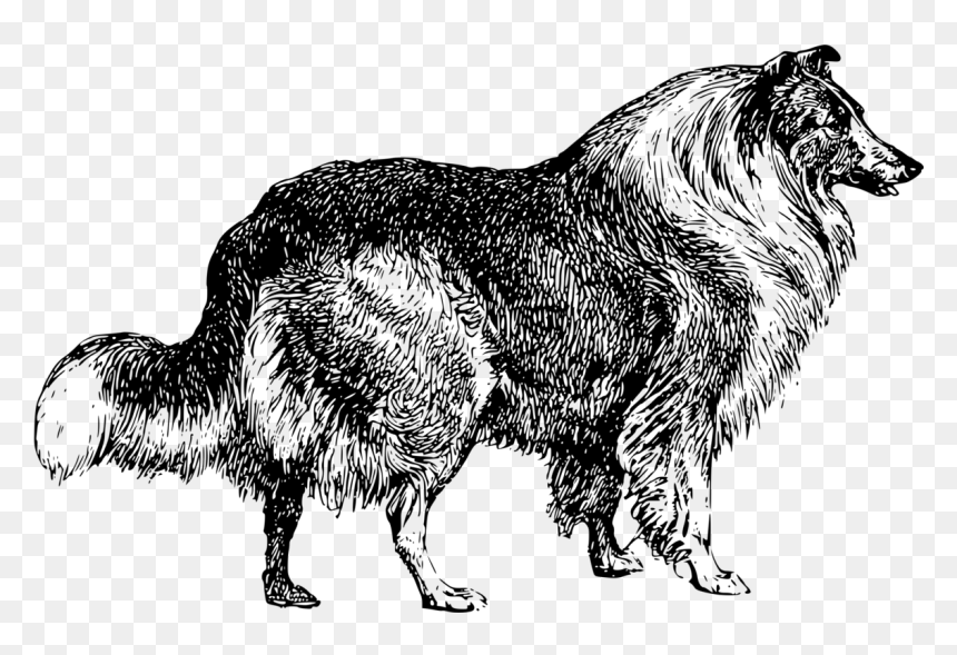 Dog Png Clipart - Collie Dog .png, Transparent Png - dog png clipart