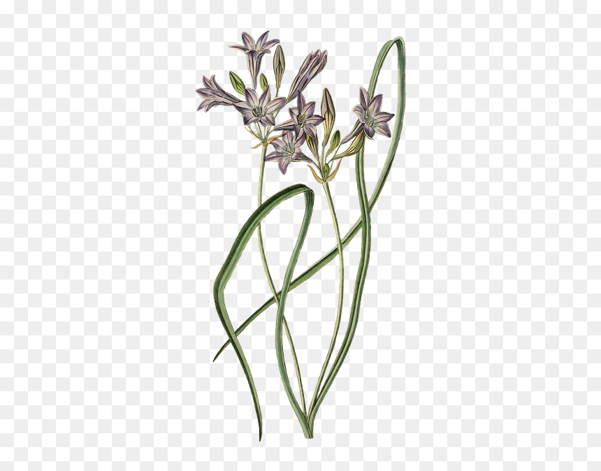 Flower, HD Png Download - leek png