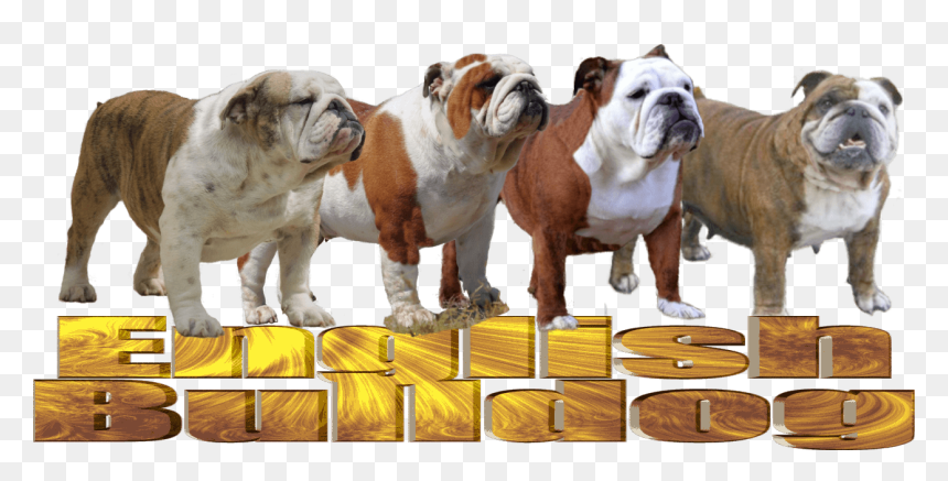 Olde English Bulldogge, HD Png Download - english bulldog png