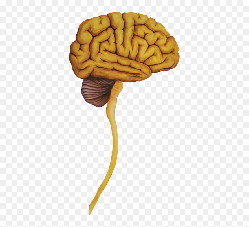 Illustration, HD Png Download - brain .png