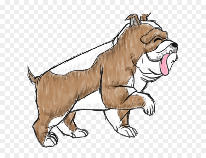Duke The English Bulldog - Illustration, HD Png Download - english bulldog png