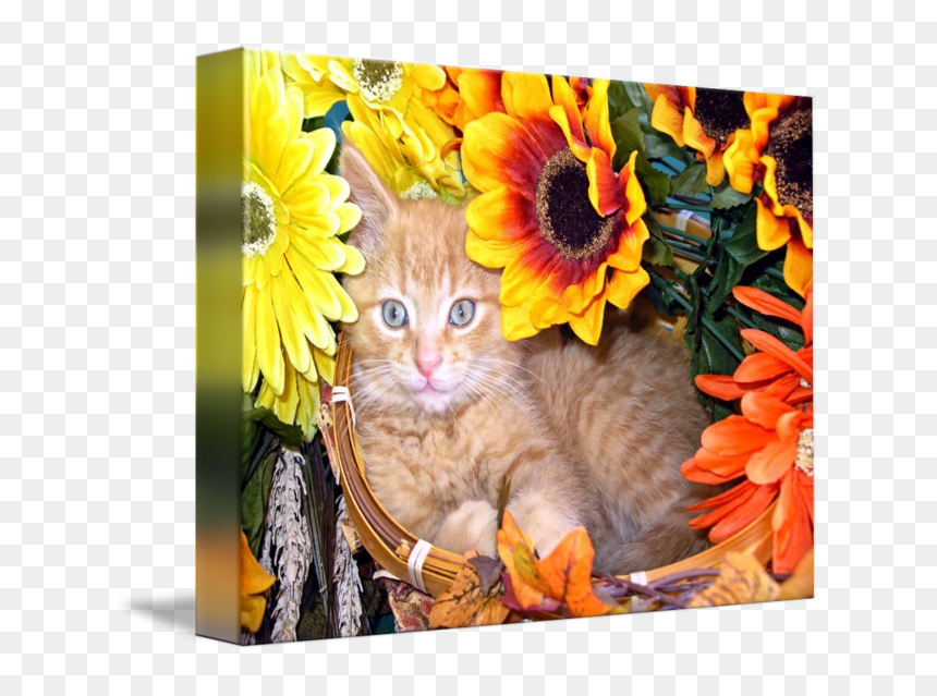 Cute Sunflower Kitty Kitten Portrait By Chantal - Cat, HD Png Download - cute kitty png