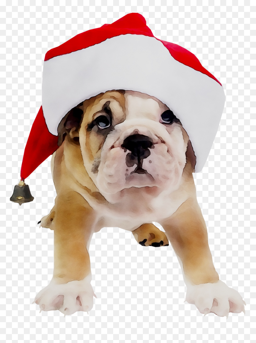 Old English Bulldog Toy Bulldog Olde English Bulldogge - Old English Bulldog, HD Png Download - english bulldog png