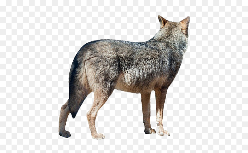 Wolf Png Transparent Image - Wolf Turned Away, Png Download - wolf transparent png