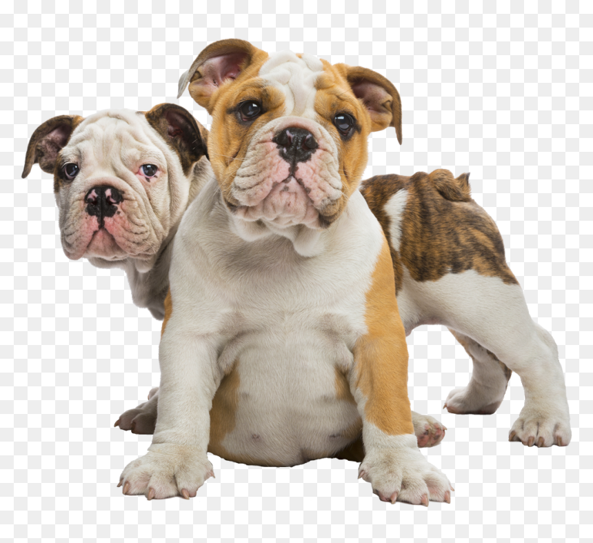 Family Bulldogs, HD Png Download - english bulldog png