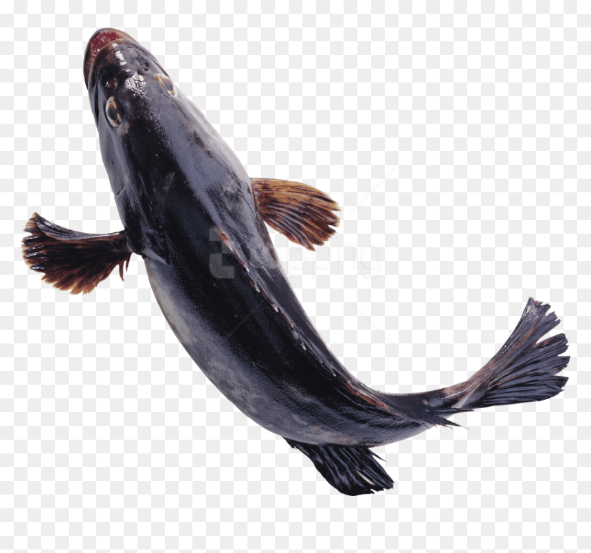 Free Png Download Fish Png Images Background Png Images - Flying Fish Png, Transparent Png - dr seuss fish png