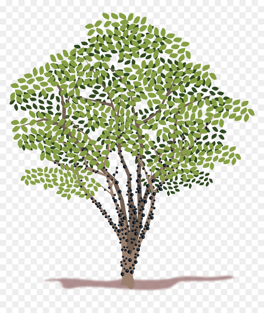 Transparent Spring Tree Png - Geldbaum Png, Png Download - spring tree png