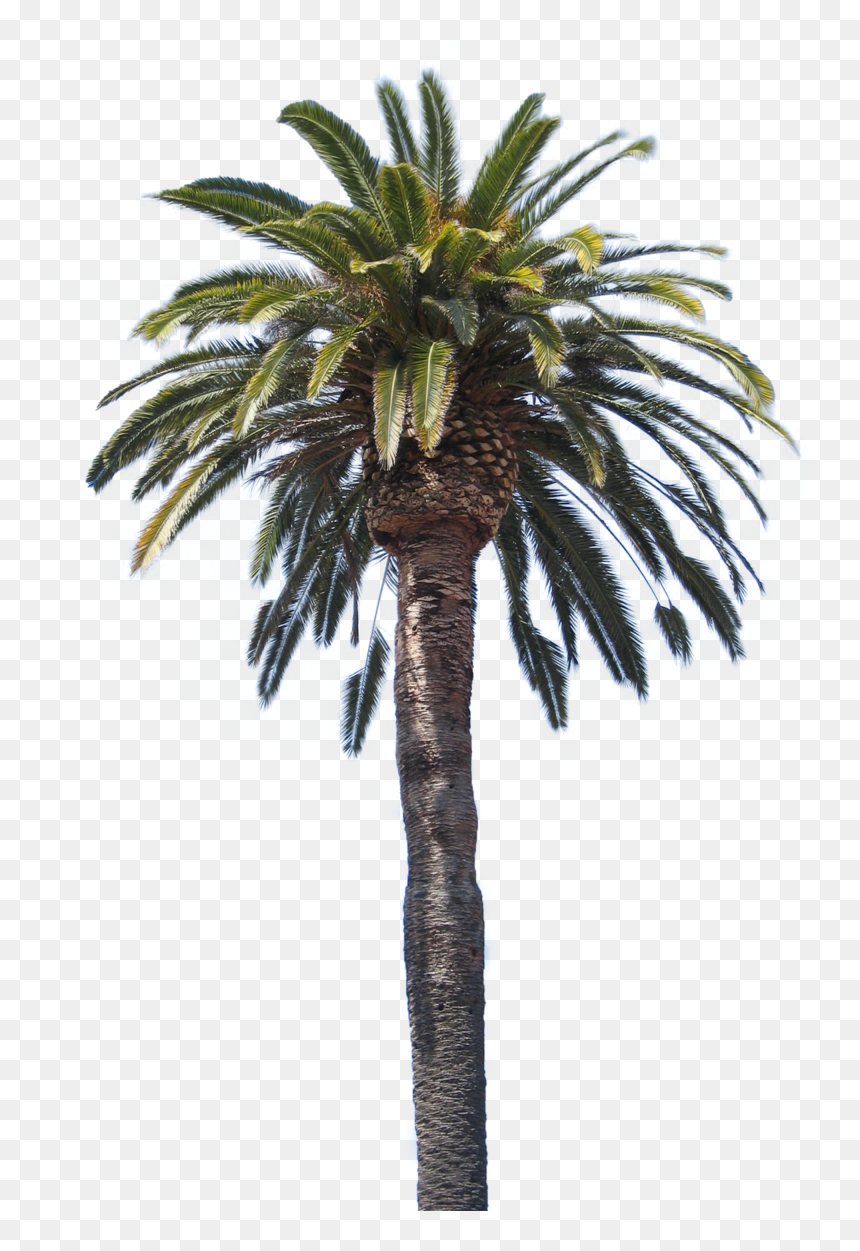 Shuichi Saihara Japanese Voice Actor, HD Png Download - palm tree .png
