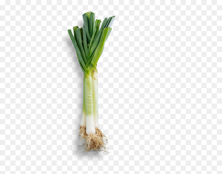 Welsh Onion, HD Png Download - leek png
