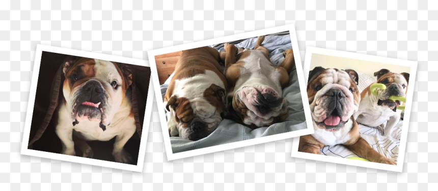 Australian Bulldog, HD Png Download - english bulldog png