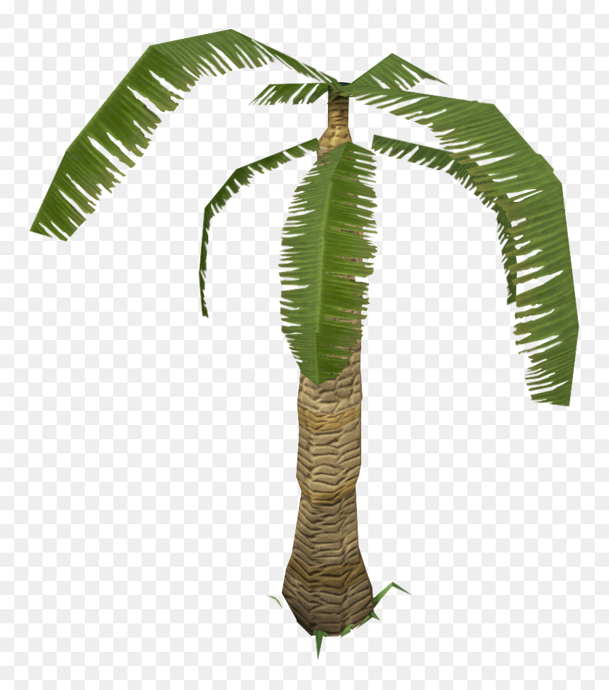 Roystonea, HD Png Download - palm tree .png