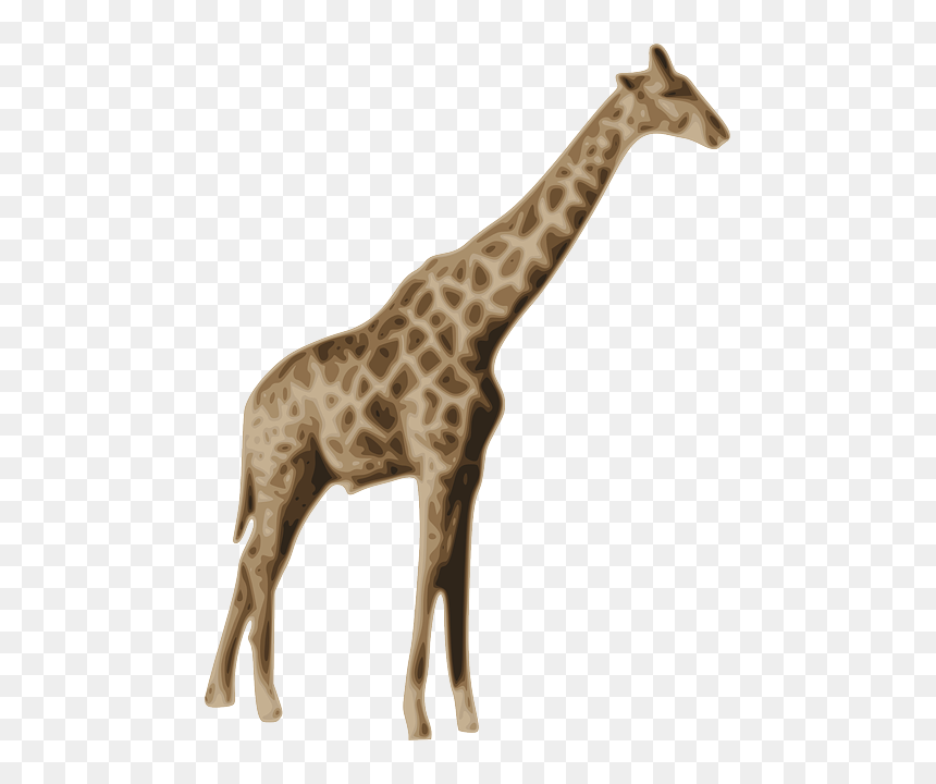 Mammal Clipart Zoo Animal - Animals Giraffe Png, Transparent Png - baby animals png