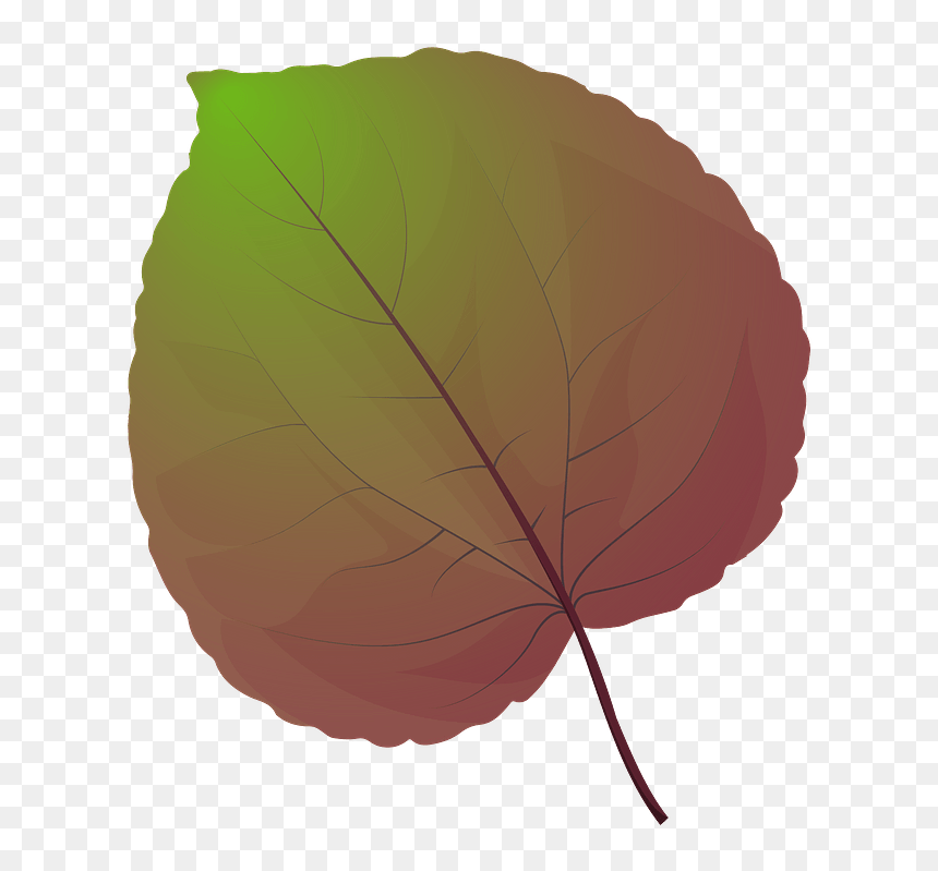 Katsura Tree Spring Leaf Clipart - Beech, HD Png Download - spring tree png
