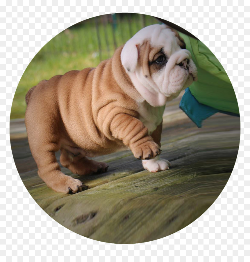 English Bulldog, HD Png Download - english bulldog png