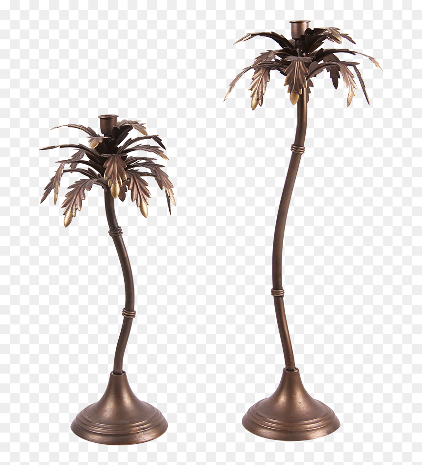 Ma41 - Attalea Speciosa, HD Png Download - palm tree .png