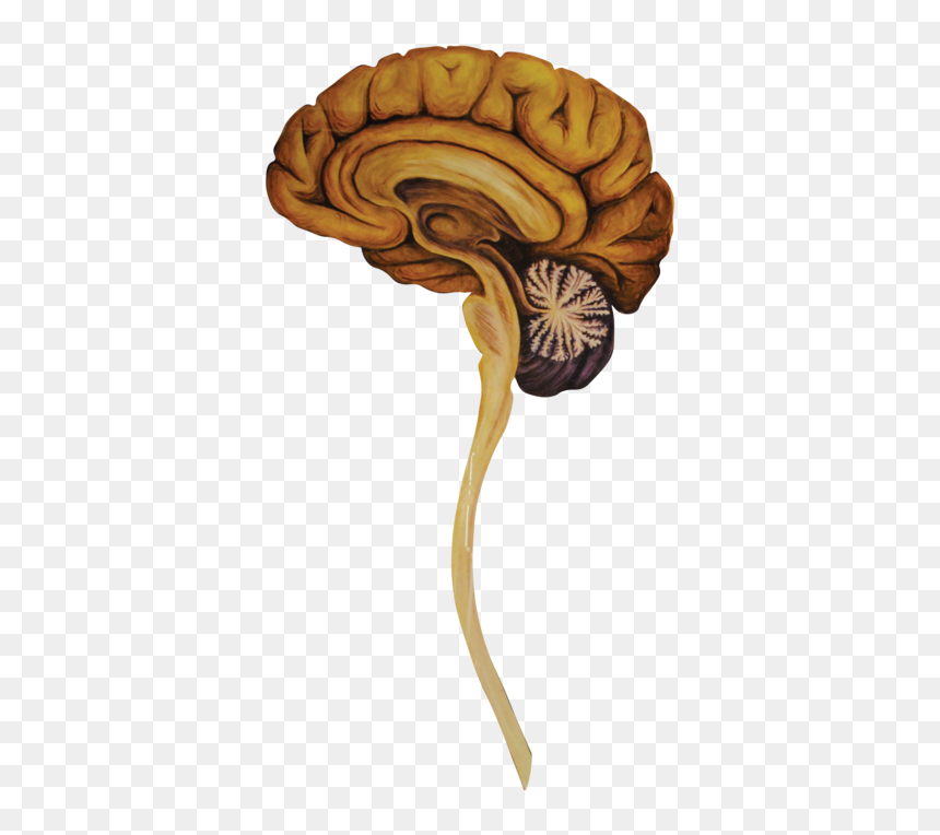 05 Heads Sagittal Brain-01 - Illustration, HD Png Download - brain .png