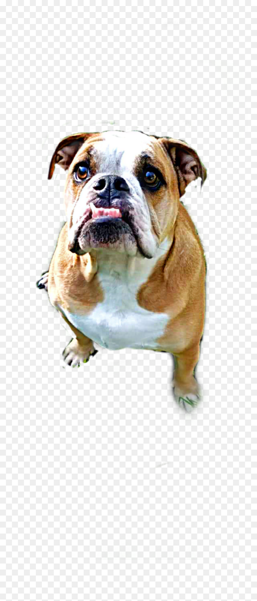 #english Bulldog - Australian Bulldog, HD Png Download - english bulldog png