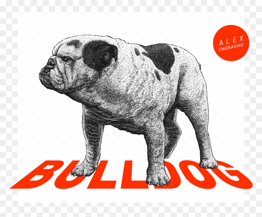 Bulldog Engraved Illustration, HD Png Download - english bulldog png