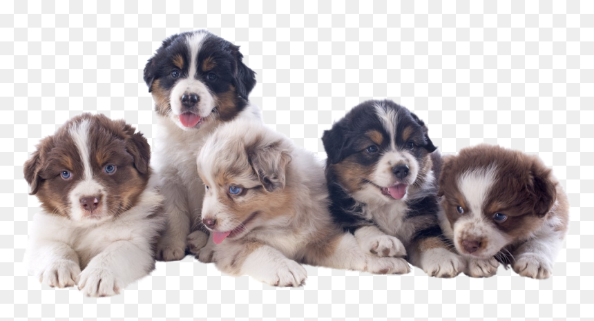Download Thank You For Your Interest In Bold Legend"s - Australian Shepherd Puppy Transparent, HD Png Download - shepherd png