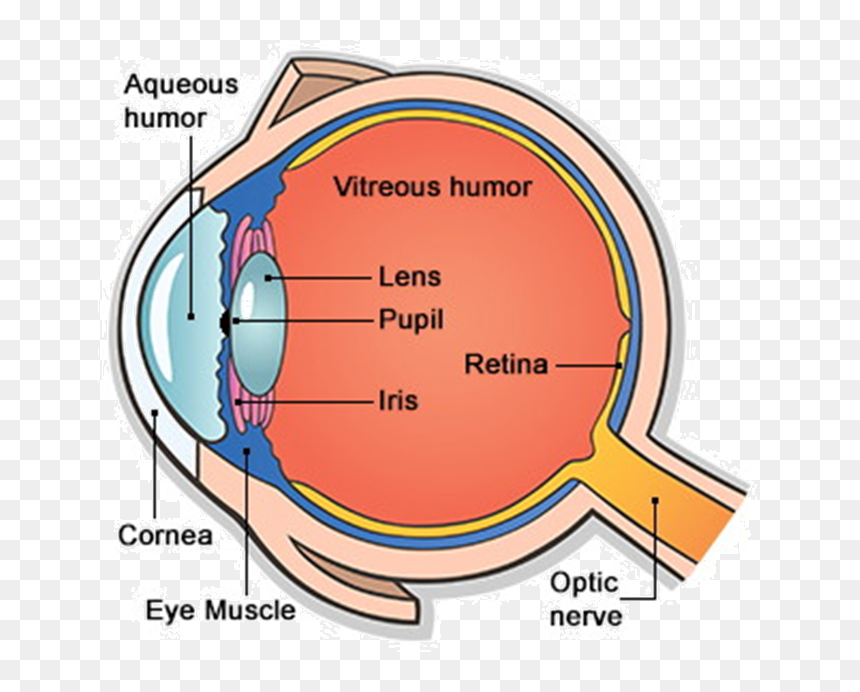 Main Parts Of Human Eye , Png Download - Human Eye And Its Part, Transparent Png - human eye png