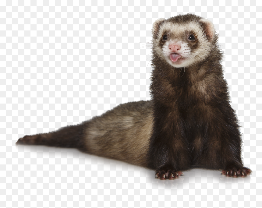 Ferret Png, Transparent Png - weasel png