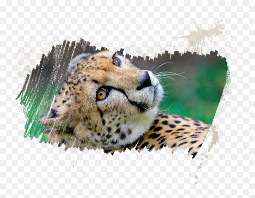 Cheetah, HD Png Download - safari animals png