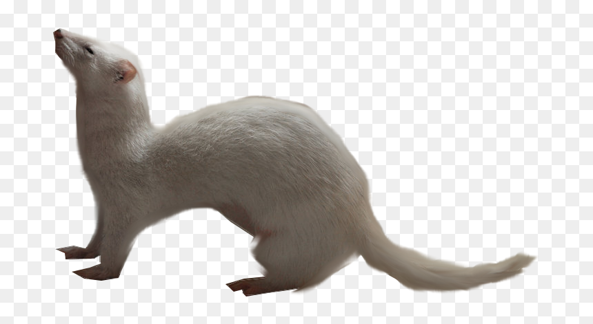 Ferret Png - Weasel Transparent Background, Png Download - weasel png