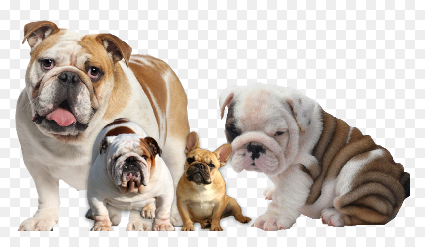 French Bulldog Puppies - Bulldog, HD Png Download - english bulldog png
